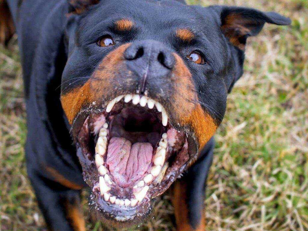 Самые агрессивные породы собак - топ-10 с фото и описанием