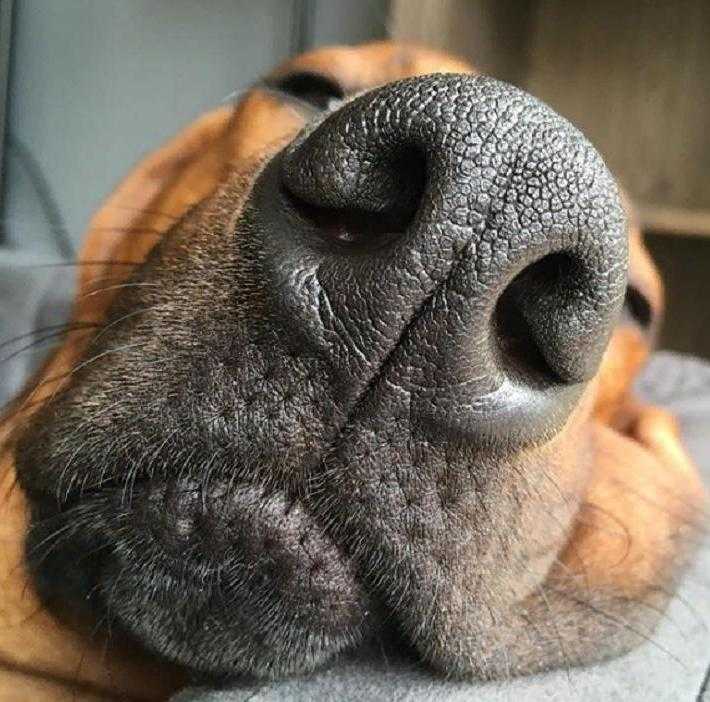 Сухой нос у щенка - норма или патология