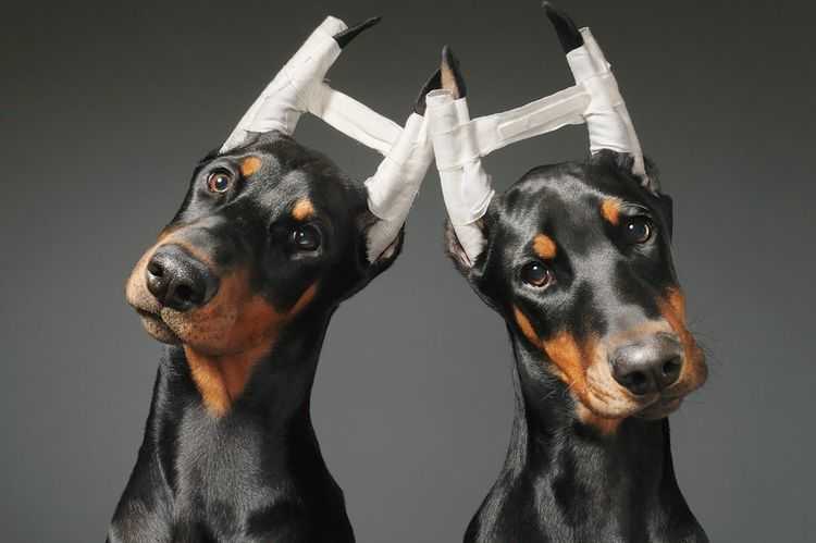 Почему плохо купировать хвост и уши собакам? - ветеринарная клиника zoohelp