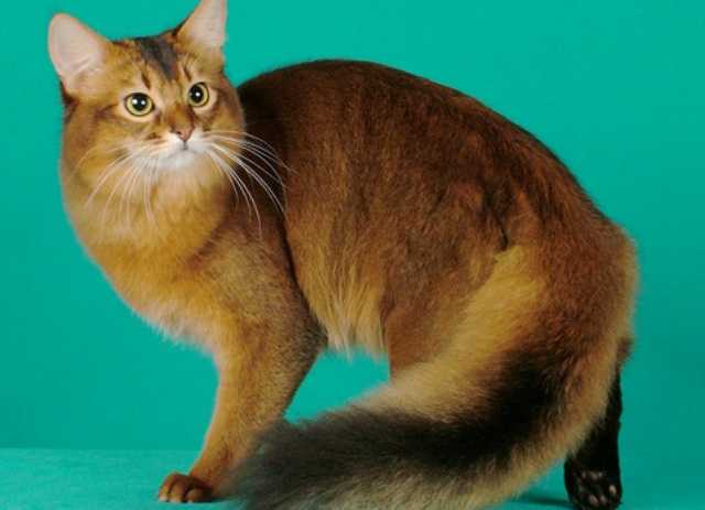 Кошка с хвостом как у белки - фото и описание породы
