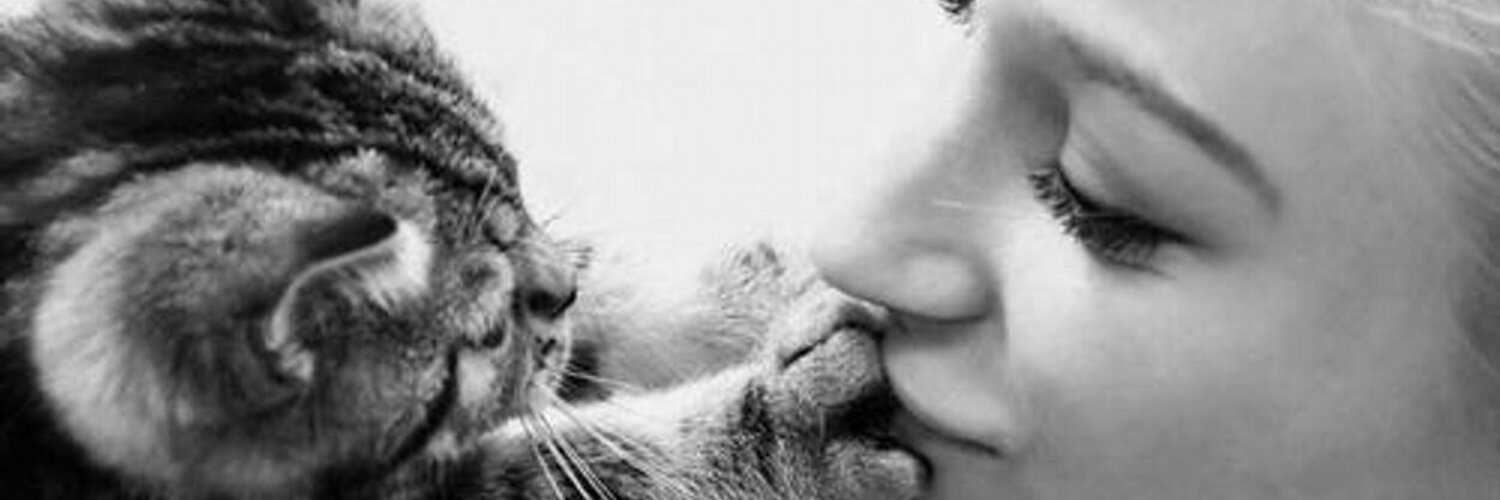 Почему нельзя обнимать и целовать котов и кошек