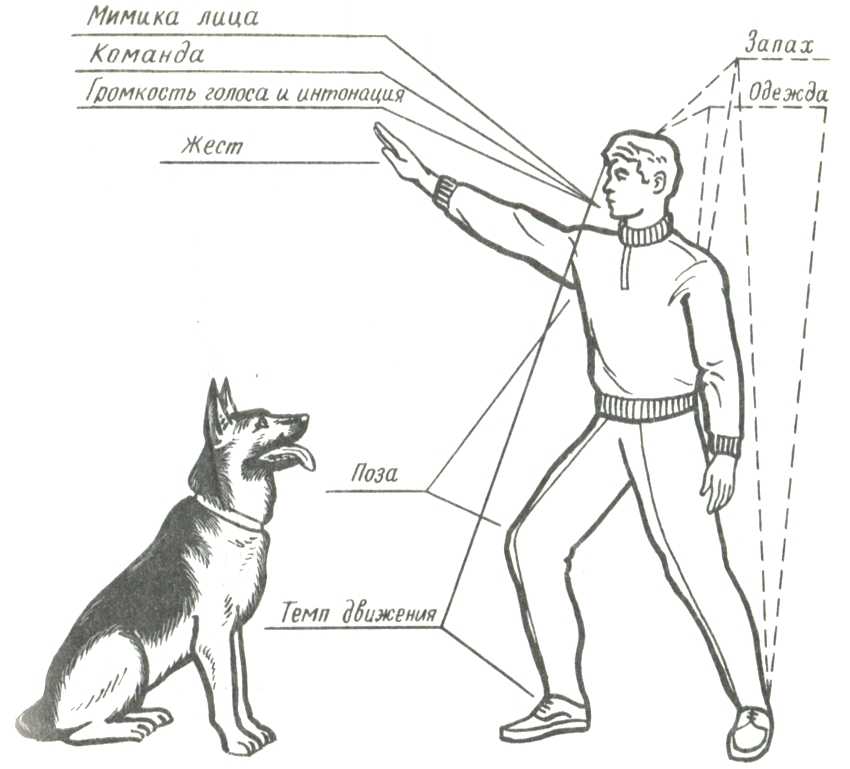 Как дрессировать взрослую собаку и научить командам