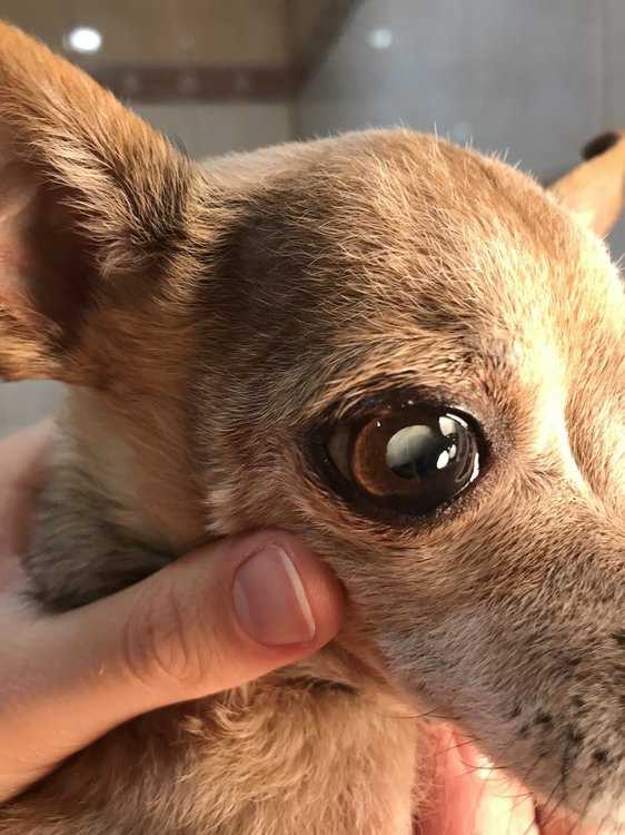Болезни чихуахуа, лечение и прививки. почему собака хрюкает как будто задыхается?