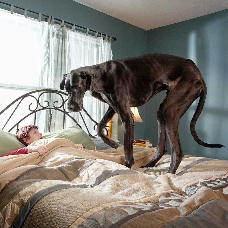 Собаки средних размеров для квартиры: лучшие породы и правила содержания