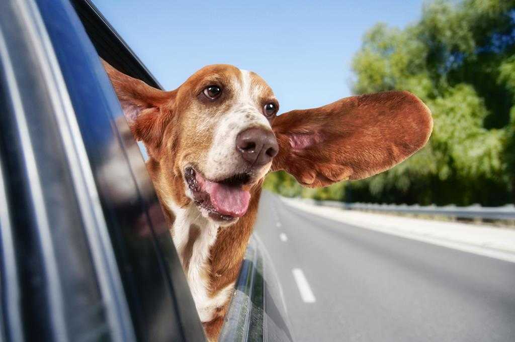 Что поможет отучить собаку бросаться на людей и машины