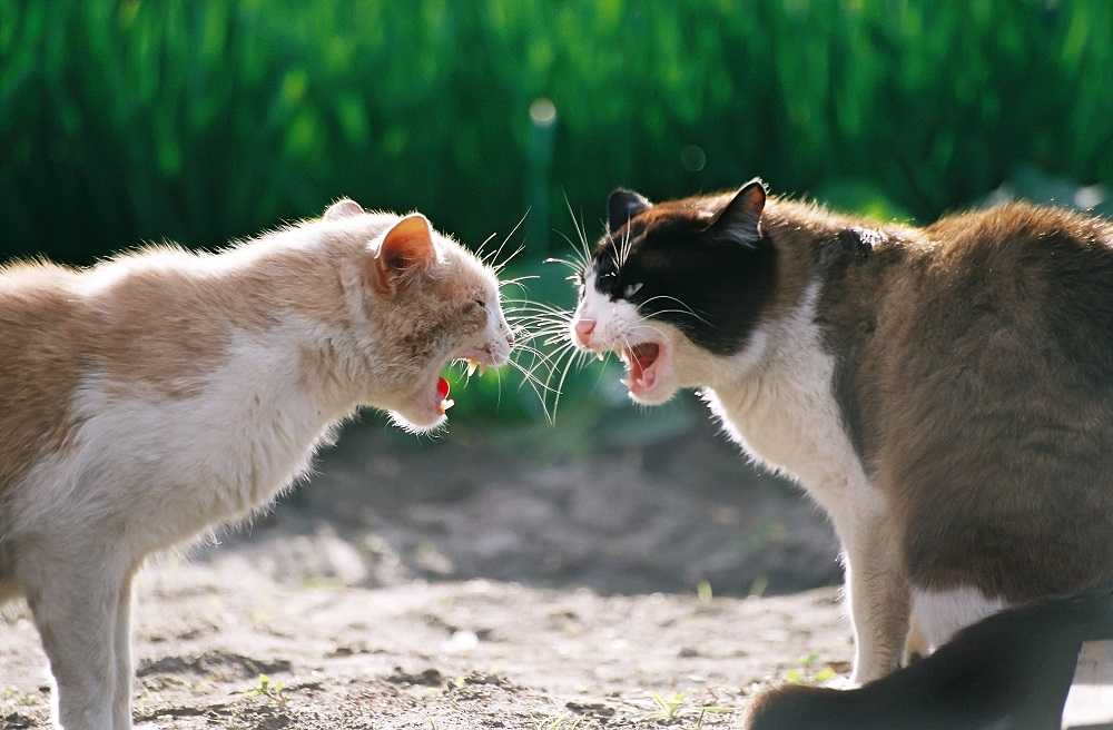 Почему дерутся кошки и коты между собой, что делать