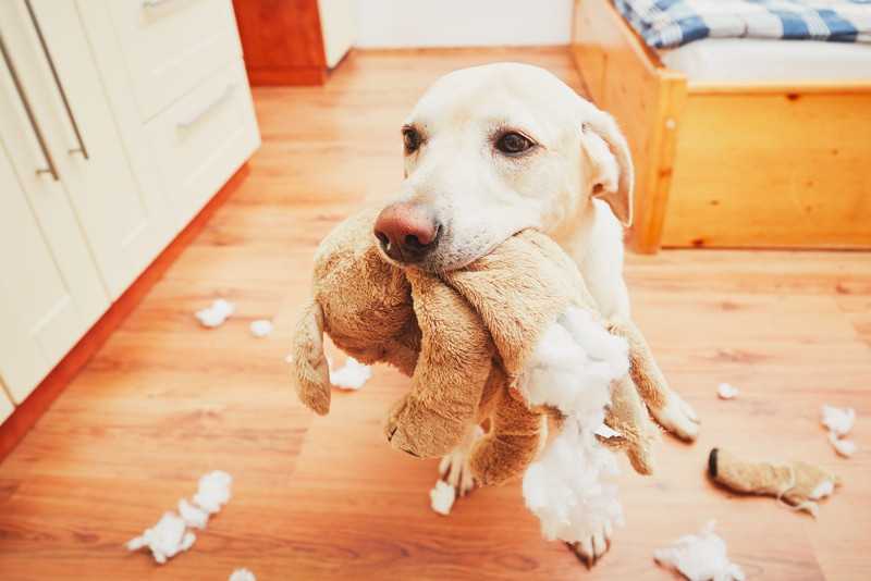 Как отучить собаку или щенка грызть мебель и вещи