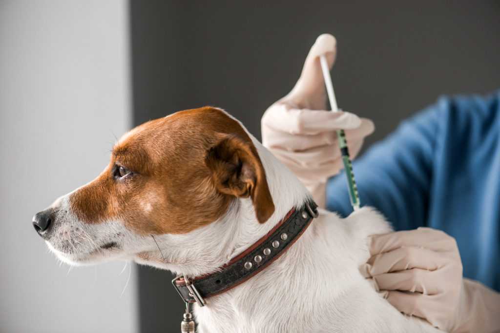 Как сделать укол собаке: в холку, внутримышечно, в бедро – фото и видео