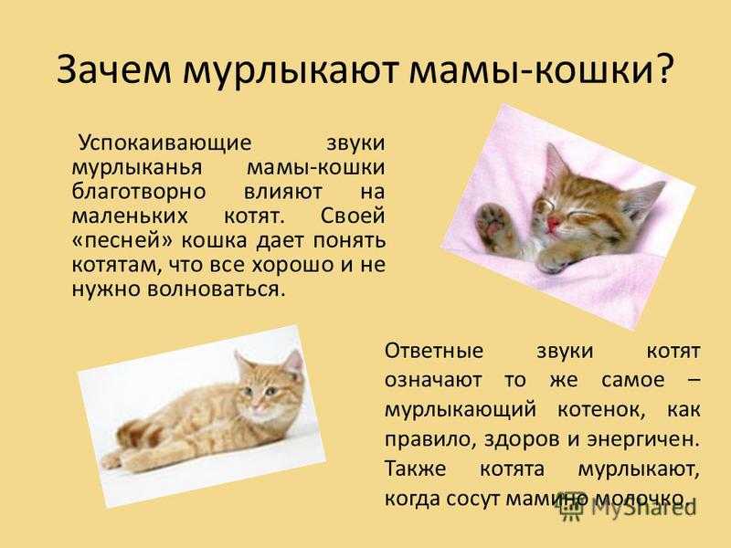 Почему кошки мурлыкают и как они это делают: новости, кошки, звук, исследования, здоровье, стресс, домашние животные