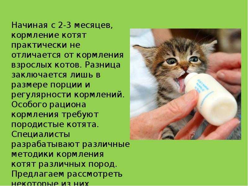Чем и сколько раз кормить котенка (1 месяц) без кошки в домашних условиях, можно ли давать готовые корма в месячном возрасте