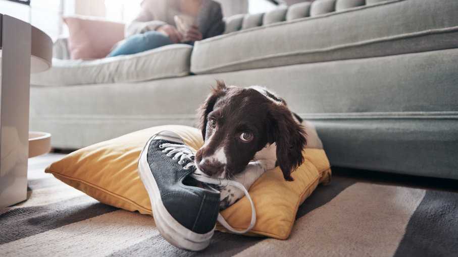 Как отучить собаку или щенка грызть обувь в отсутствии хозяина, хитрости и народные средства