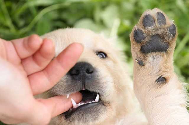 Почему собака грызет лапы и хвост - «айболит плюс» - сеть ветеринарных клиник