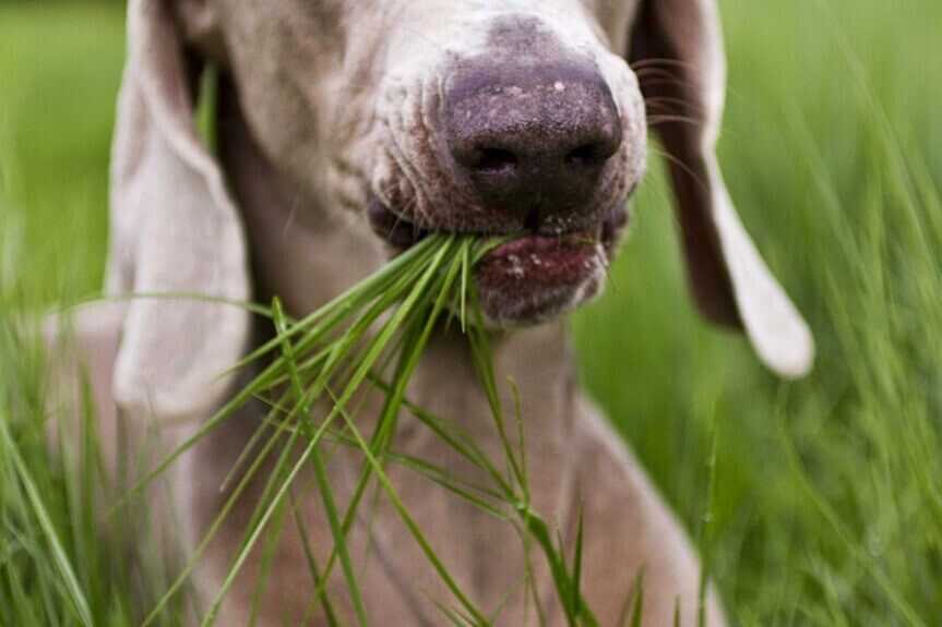 Почему собака ест траву: причины и возможные последствия