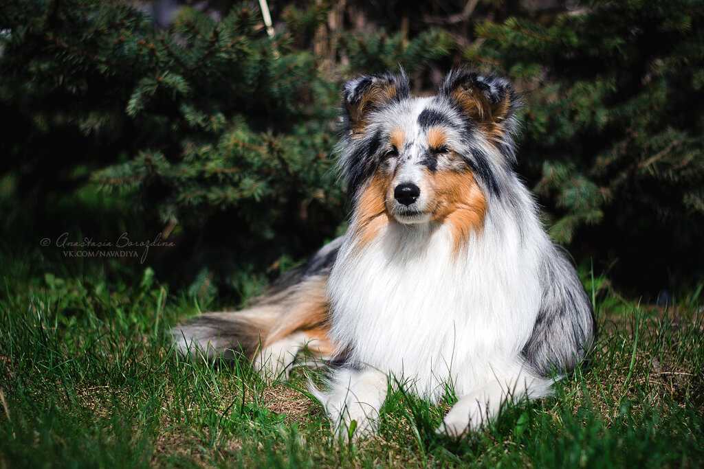 Шелти собака — подробный обзор породы (стандарт внешности, темперамент, уход)