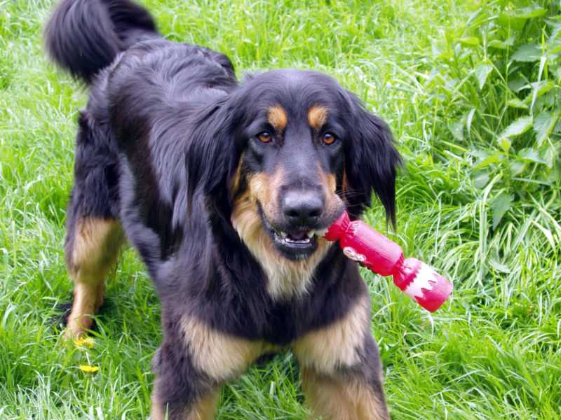 Эрдельтерьер — универсальная собака с благородной внешностью