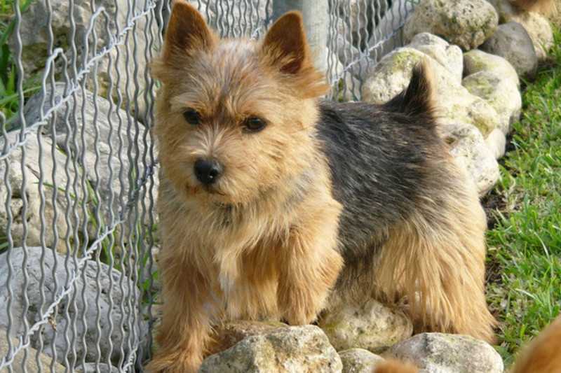 Описание породы собак норвич терьер с отзывами владельцев и фото