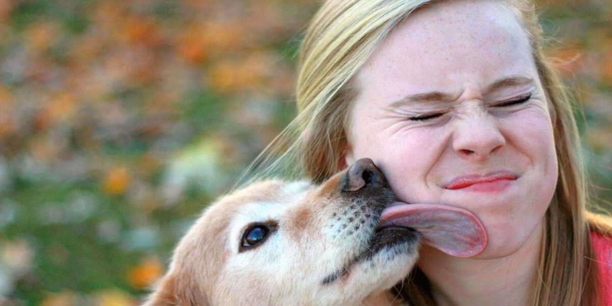 Почему собаки лижут других собак или людей на рта? - советы для домашних животных 2021