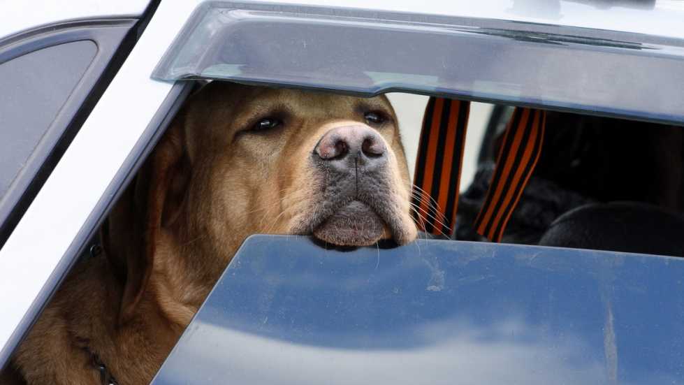 Собаку укачивает в машине: почему, причины, что делать