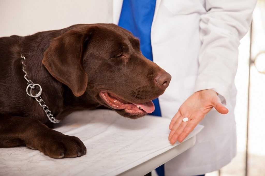Можно ли давать глистогонное беременной собаке. глисты у собак: основные симптомы, профилактика и лечение