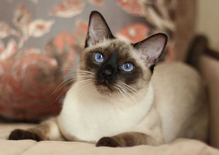 Тайская кошка – сочетание королевских повадок с неприхотливостью, лаской и умом