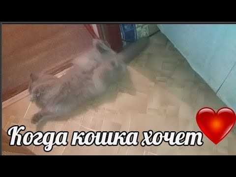 Что дать кошке чтобы не просила кота - wlcat.ru