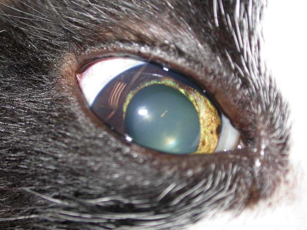 Секреты свечения кошачьих глаз в темноте | блог ветклиники "беланта"