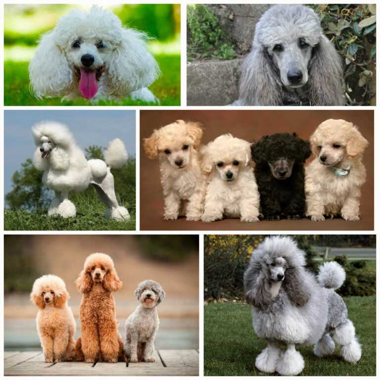 Той-пудель: фото собак, описание породы, особенности характера, правила ухода, плюсы и минусы, выбор щенка и отзывы владельцев