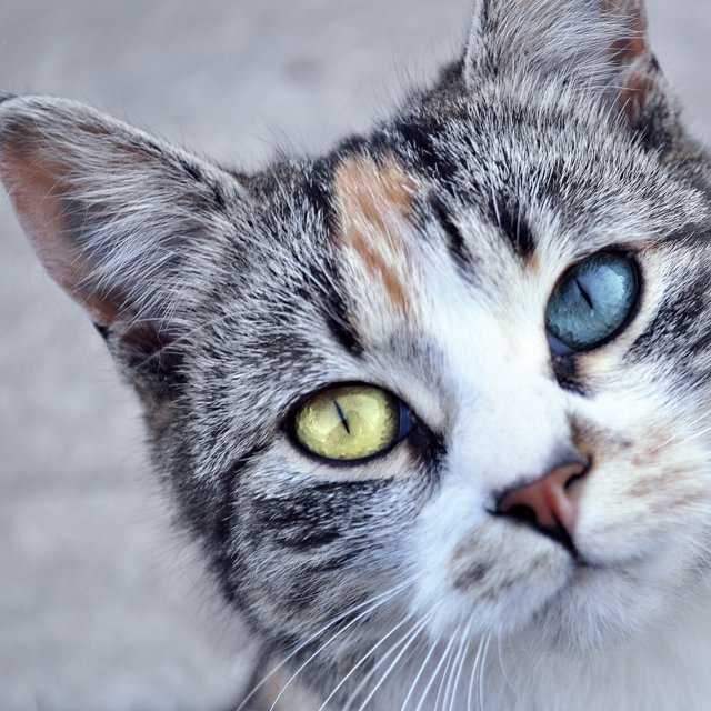 Очаровательные белые кошки с голубыми глазами: выбираем породу
