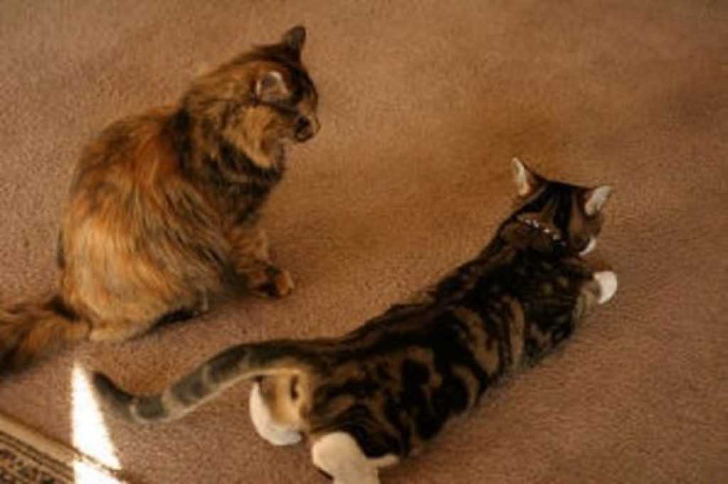 Вязка котов и кошек — всё, что нужно знать их владельцам