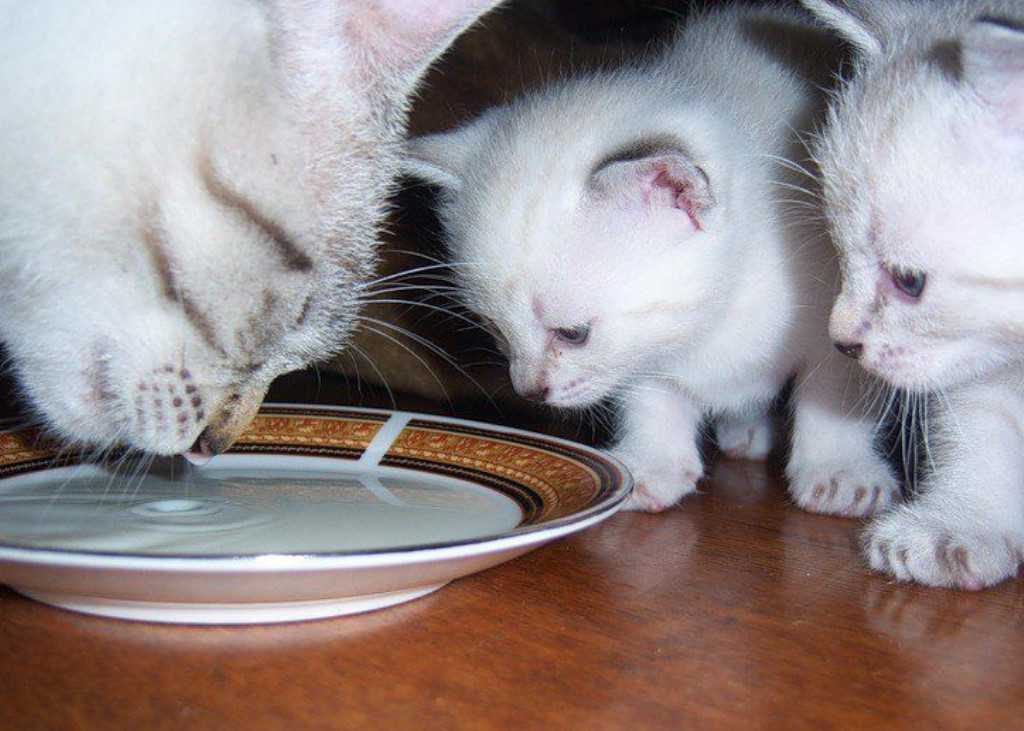 3 совета: как научить котенка лакать молоко самостоятельно