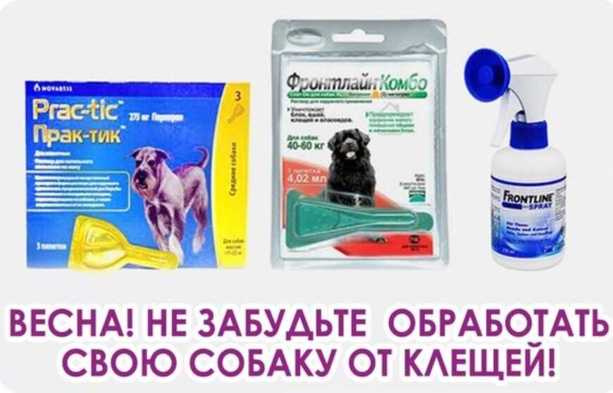 Укусы собак клещами — как уберечь питомца? — ботаничка.ru