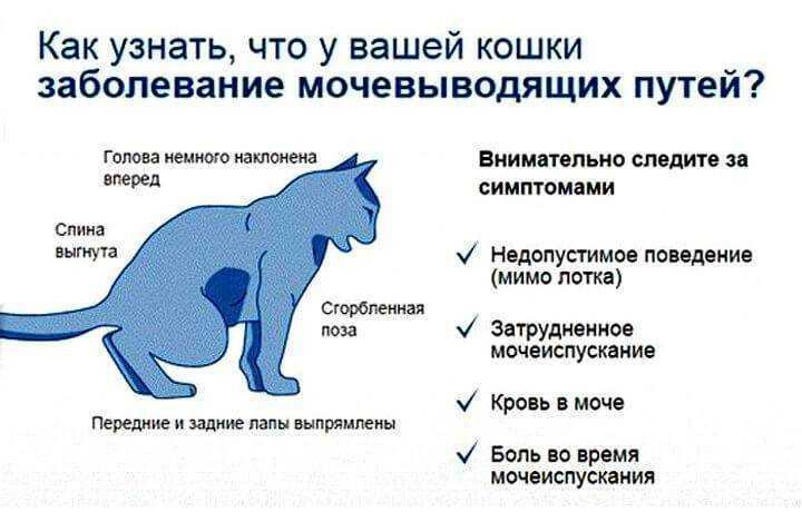 Может ли кастрированный кот хотеть кошку и от чего это зависит