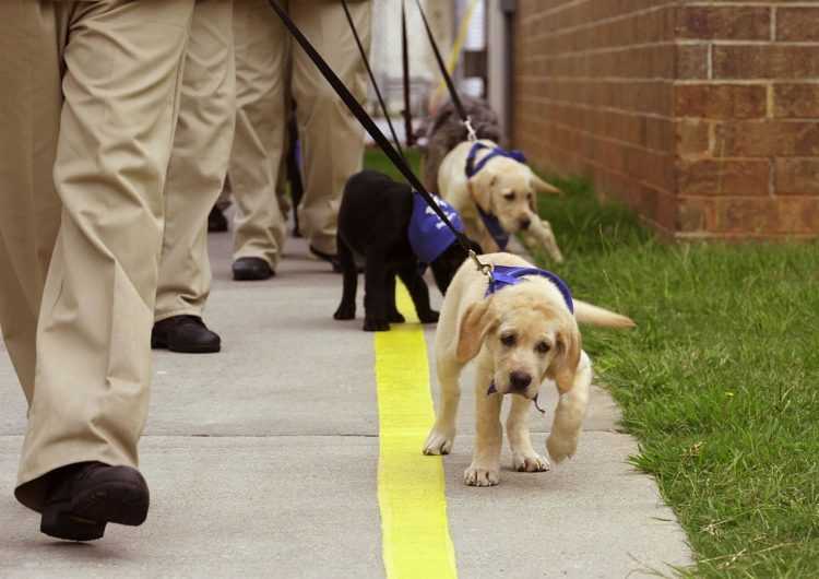 Собаки поводыри для слепых: лучшие пород и методы их подготовки