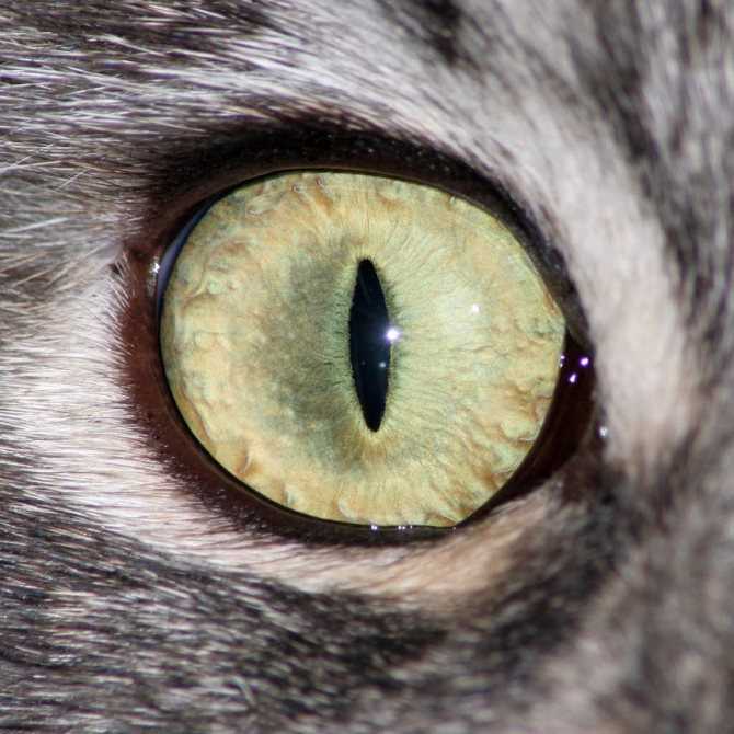 Почему бывают расширенные зрачки у кошки в нормеветлечебница рос-вет