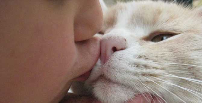Почему нельзя обнимать и целовать котов и кошек: медицинские и другие аспекты проблемы