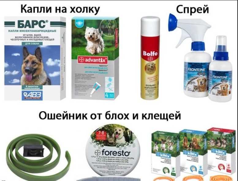 Клещи: защищаем домашних животных на supersadovnik.ru