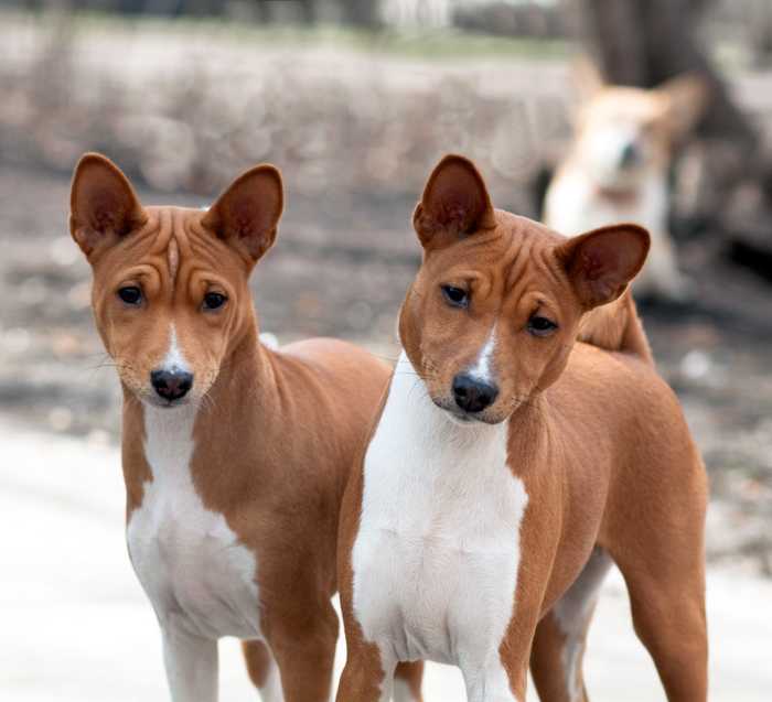 Басенджи собака. описание, особенности, виды, цена и характер породы басенджи