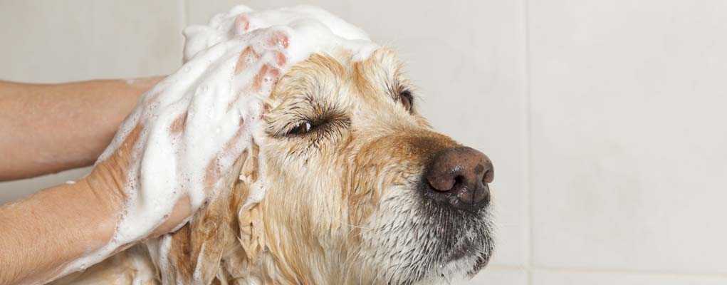 Почему от собаки пахнет псиной: главные причины и способы их устранения