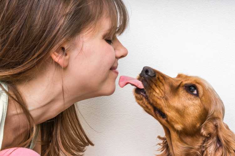 Собака лижет хозяина - причины и факты, которые нужно знать