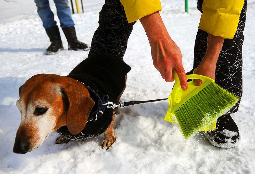 Как отучить собаку копать ямы во дворе: простые и эффективные способы