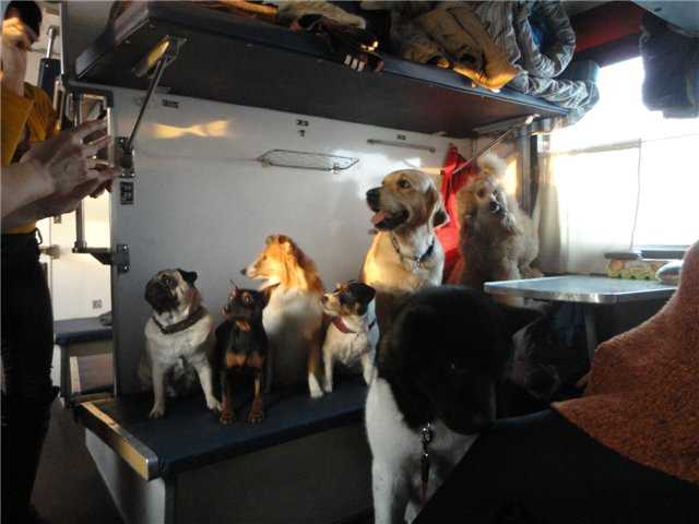 Правила перевозки животных в поездах ржд 2021 — как перевозить собак и кошек в поездах дальнего следования
