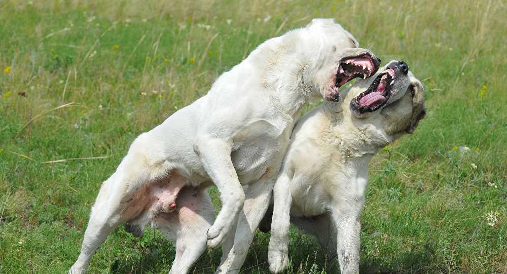 Синдром ярости: идиопатическая агрессия у собак