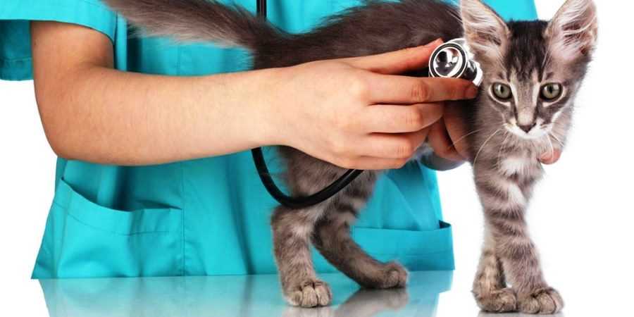 Уход за глухой кошкой | блог ветклиники "беланта"