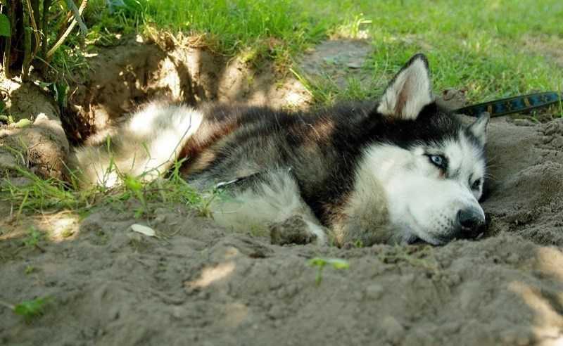 Почему собаки роют ямы? - ветеринарная клиника zoohelp