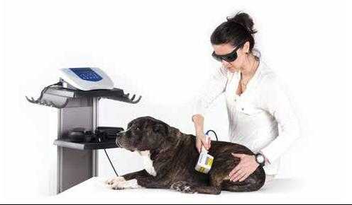 Физиотерапия для собак -  canine physical therapy
