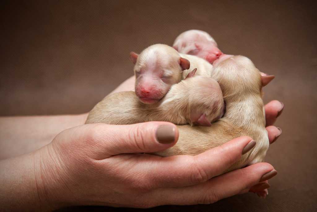 Когда щенки откроют глаза, через сколько дней после рождения? :: syl.ru