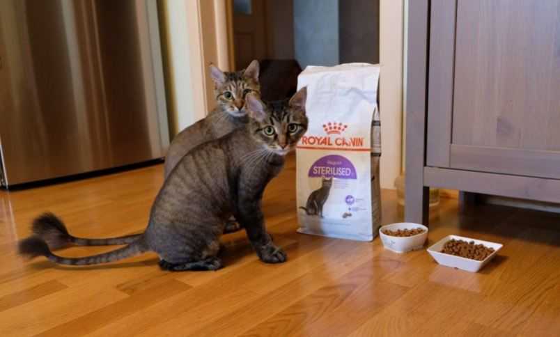 Чем кормить кастрированного кота? | блог ветклиники "беланта"