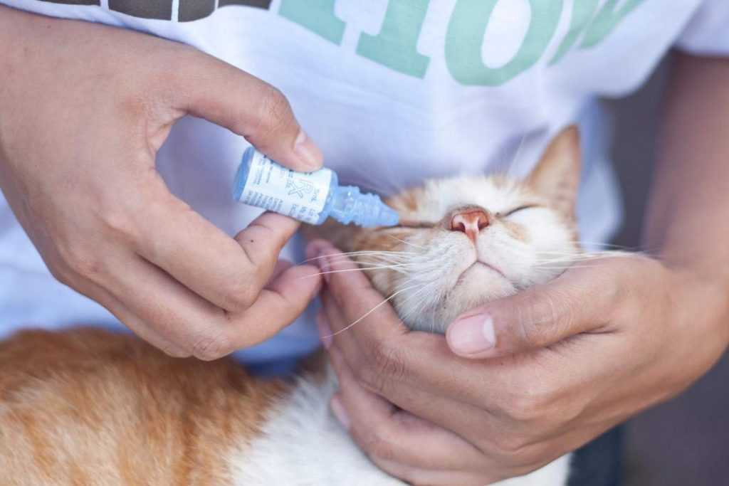 Кошка чешется - что делать при зуде у кошек. причины кожных заболеваний у котов в москве. ветеринарная клиника "зоостатус"