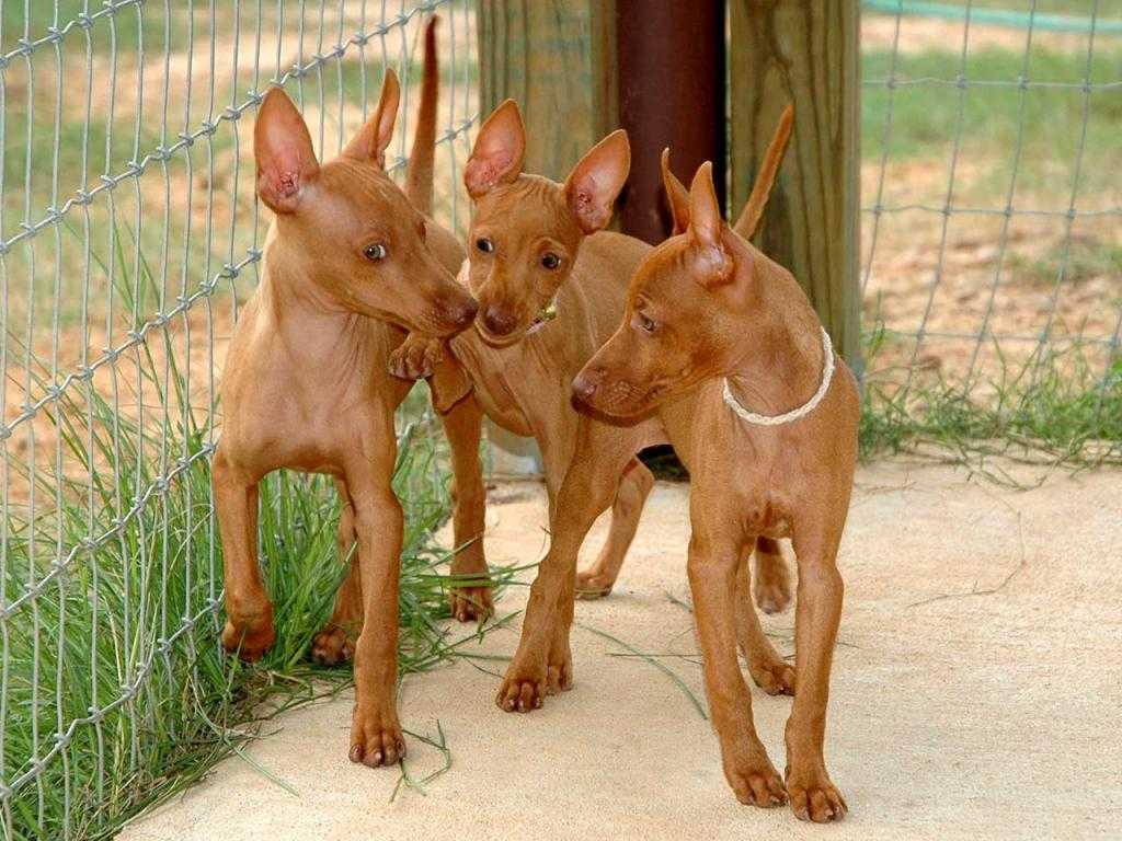 Фараонова собака: окрасы шерсти мальтийской борзой