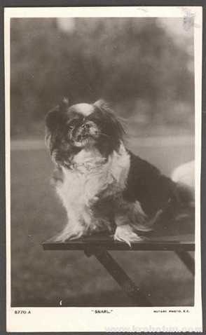 Королевский пекинес (23 фото): описание породы, особенности ухода за взрослой собакой и щенком